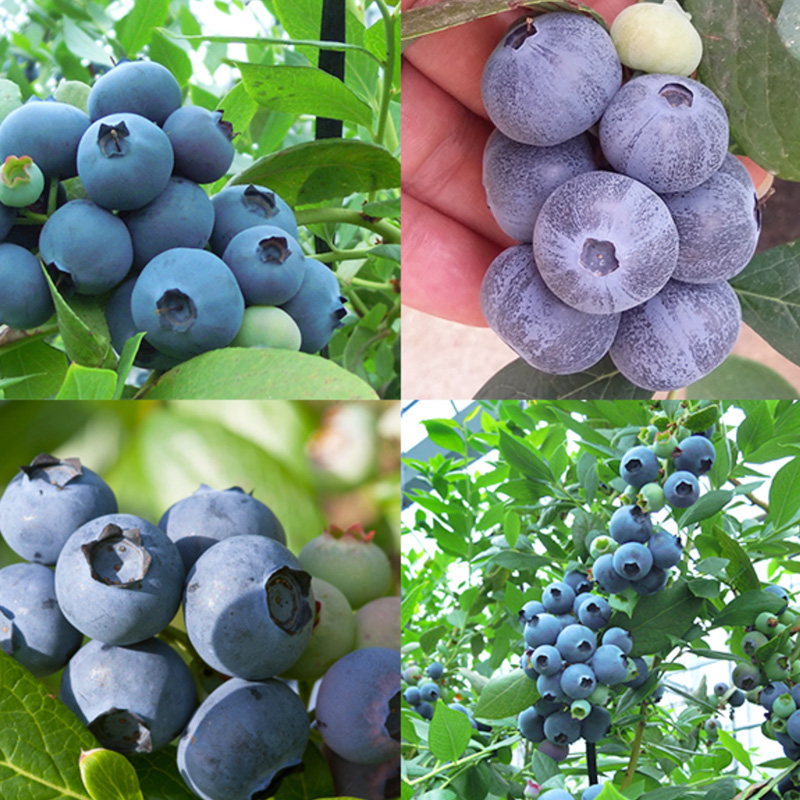 ブルーベリー たべくらべ4種パック
