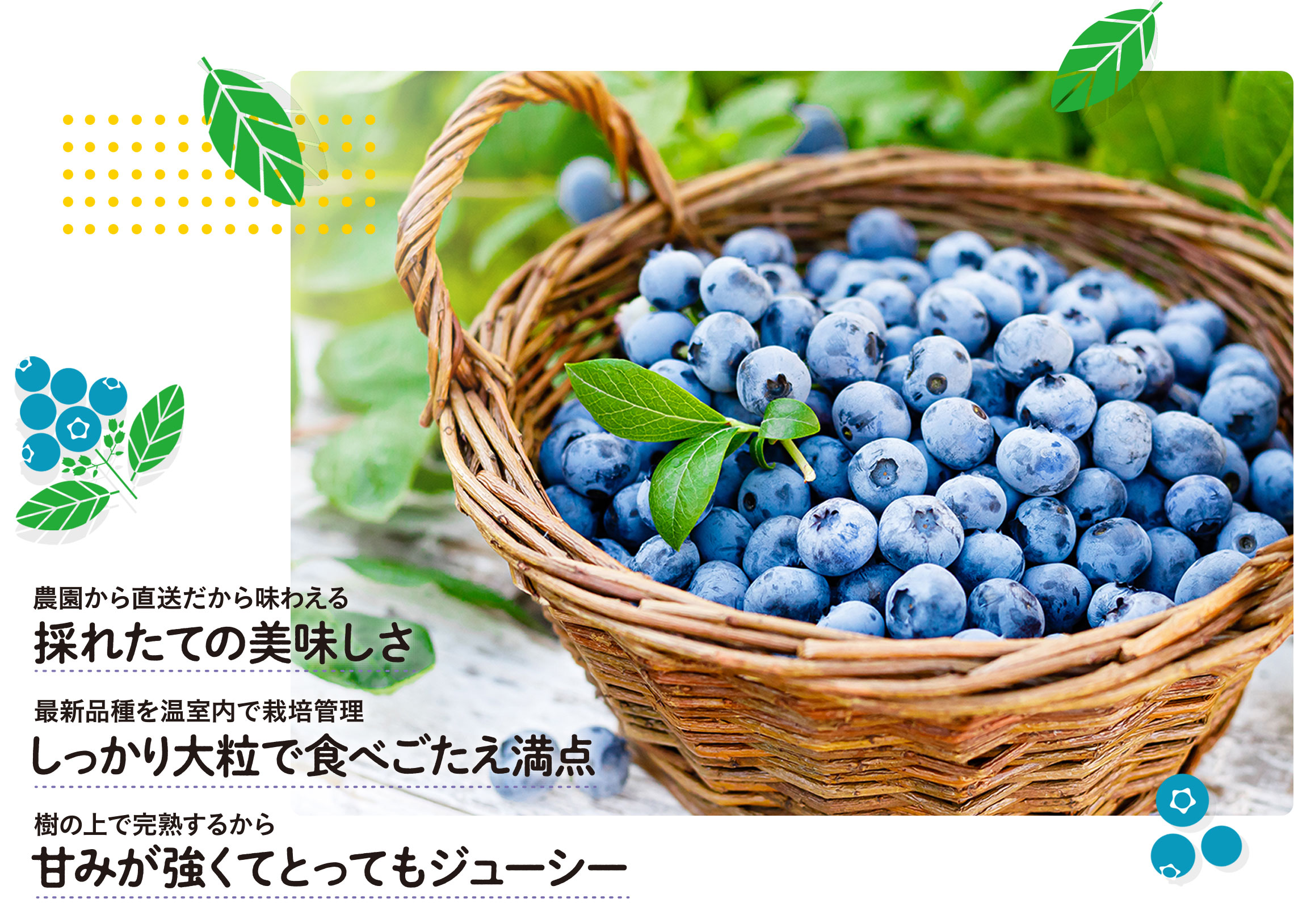 農園から直送だから味わえる「採れたての美味しさ」最新品種を温室内で栽培管理され「しっかり大粒で食べごたえ満点」樹の上で完熟するから「甘みが強くてとってもジューシー」