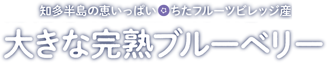 知多半島の恵みいっぱい。ちたフルーツビレッジ産の大きな完熟ブルーベリー