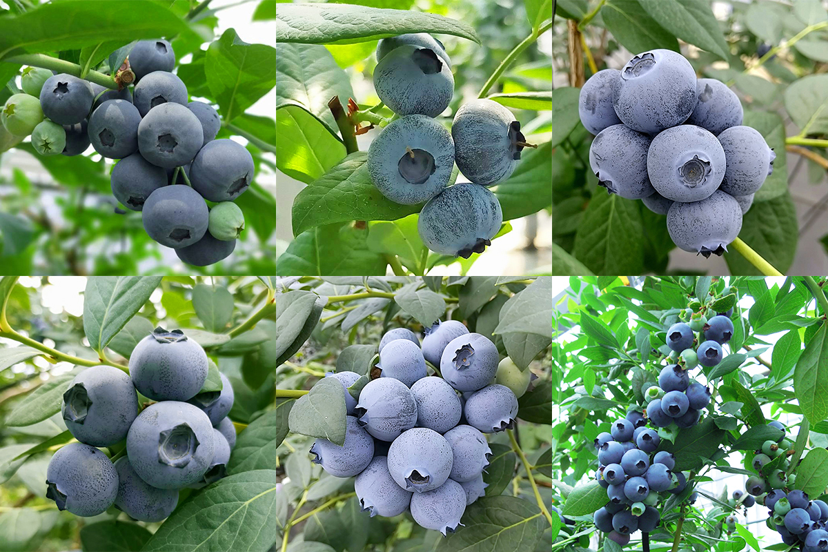 ブルーベリー バラ売り
