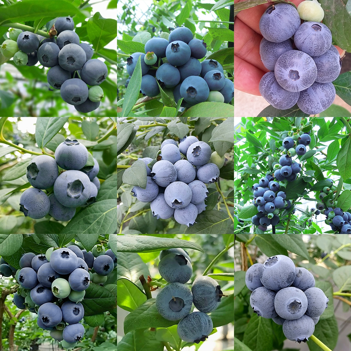 ブルーベリー たべくらべ4種パック